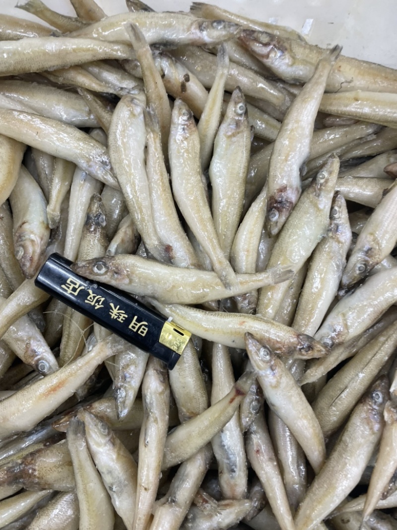 沙丁鱼