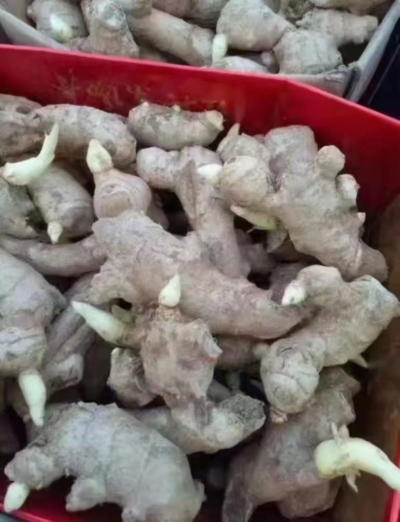产地供应姜种高产优质培育，教种植包回收