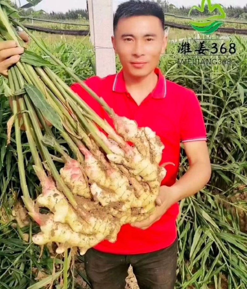产地供应姜种高产优质培育，教种植包回收