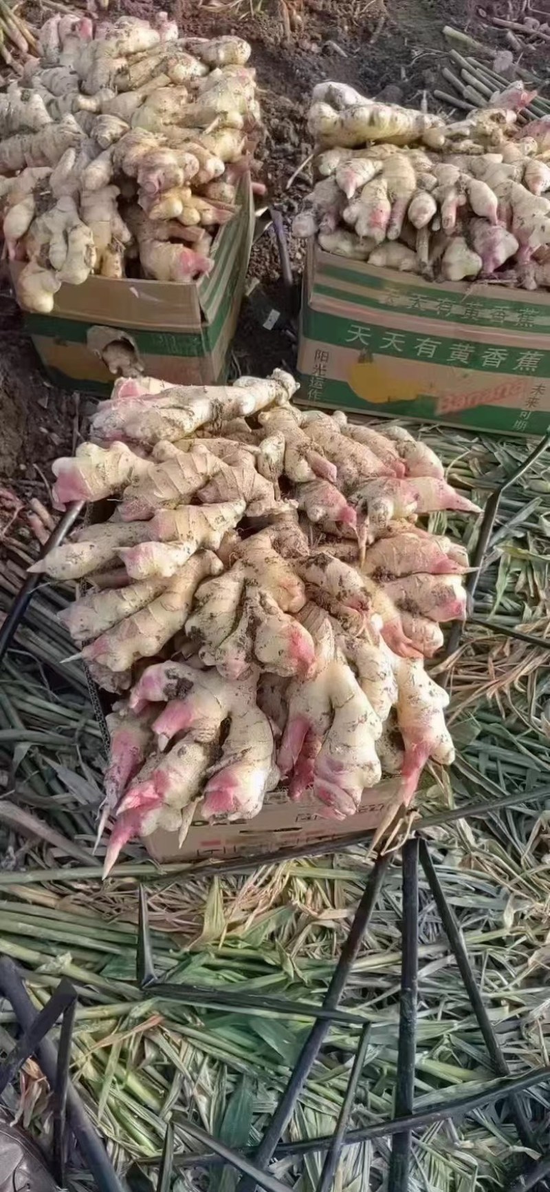 产地供应姜种高产优质培育，教种植包回收