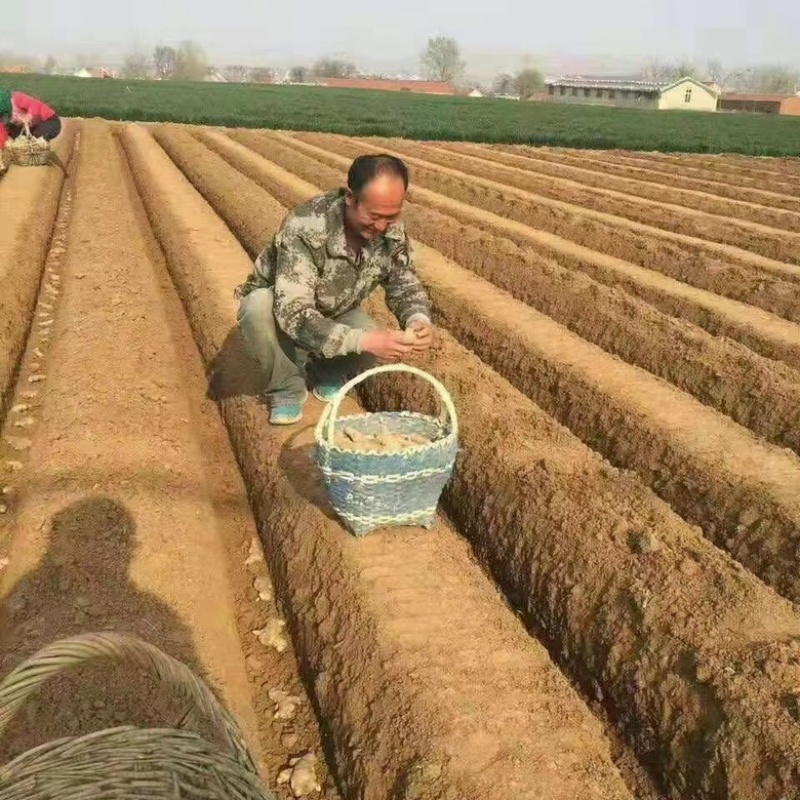 产地供应姜种高产优质培育，教种植包回收
