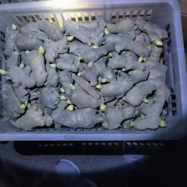 368高产栽培姜种（可合作种植可回收）坏烂包赔