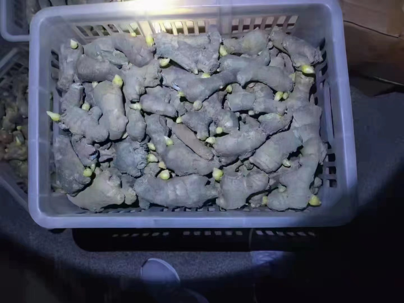 368高产栽培姜种（可合作种植可回收）坏烂包赔