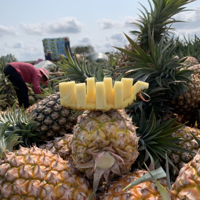 金钻17号凤梨社区团购商超市场批发一件代发