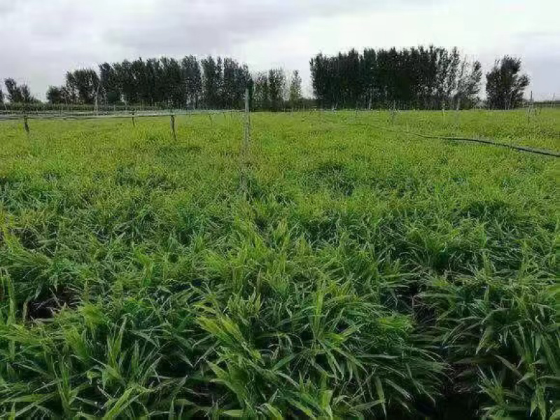 368高产栽培姜种（可合作种植可回收）坏烂包赔