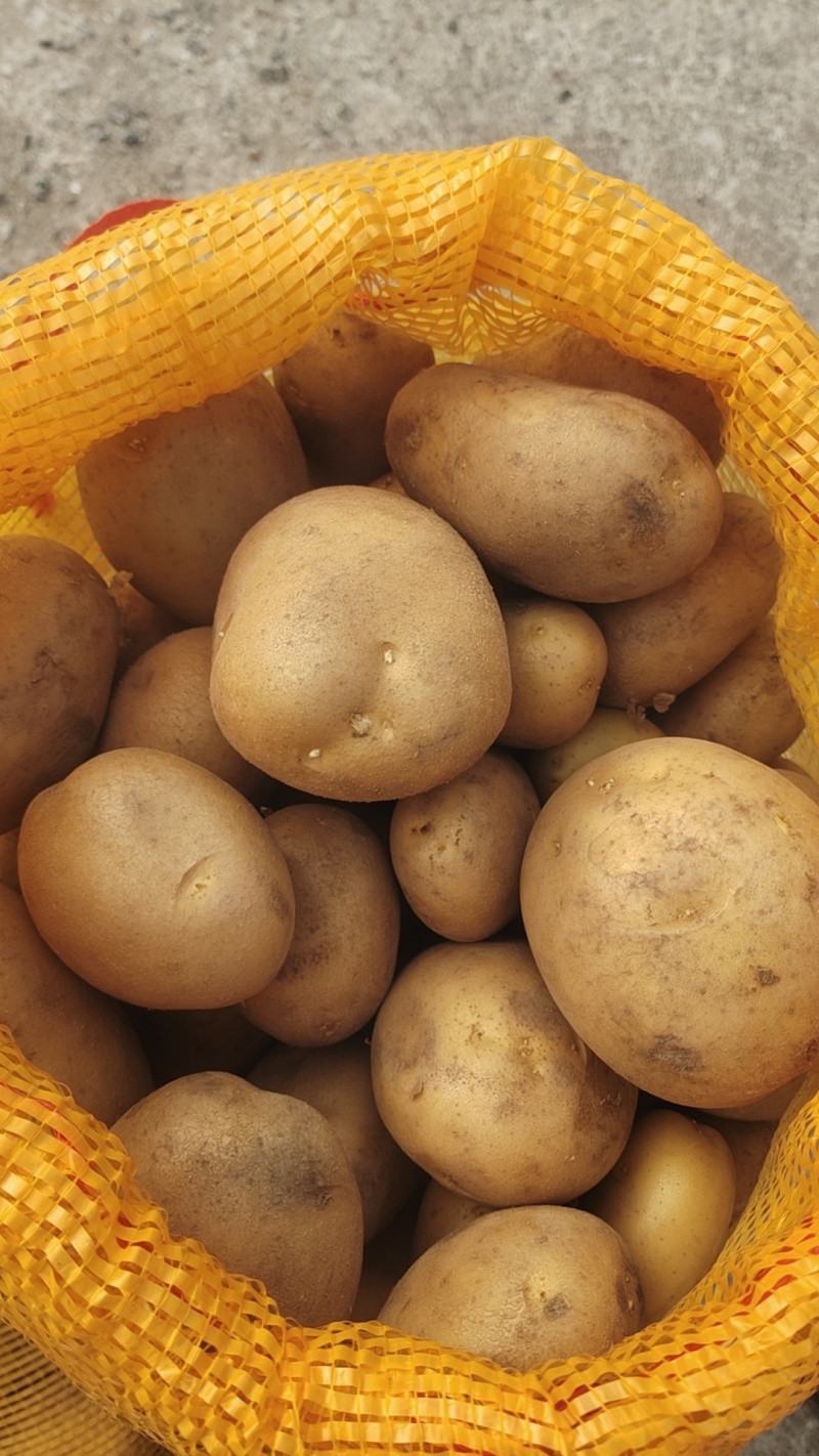 沃土土豆种