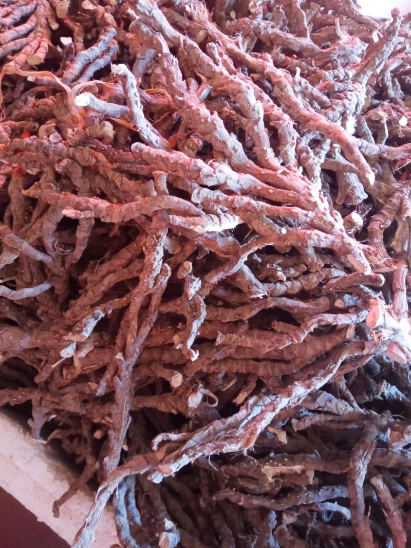 安徽大别山优质石菖蒲苗，产量高，3年大苗容易存活