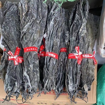 40cm长海带头