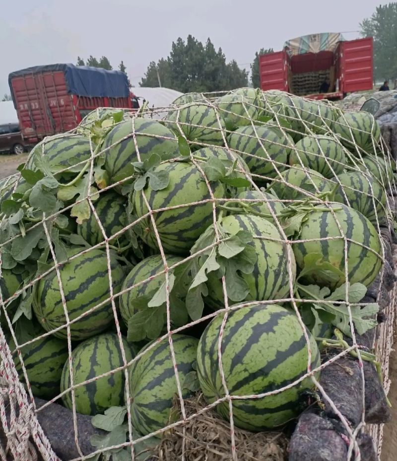 精品无籽美都西瓜大量上市大红瓤薄皮酥甜货源充足品质保证