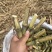 新型皇竹草无毛甜象草巨菌草种节多年生牧草耐寒耐热