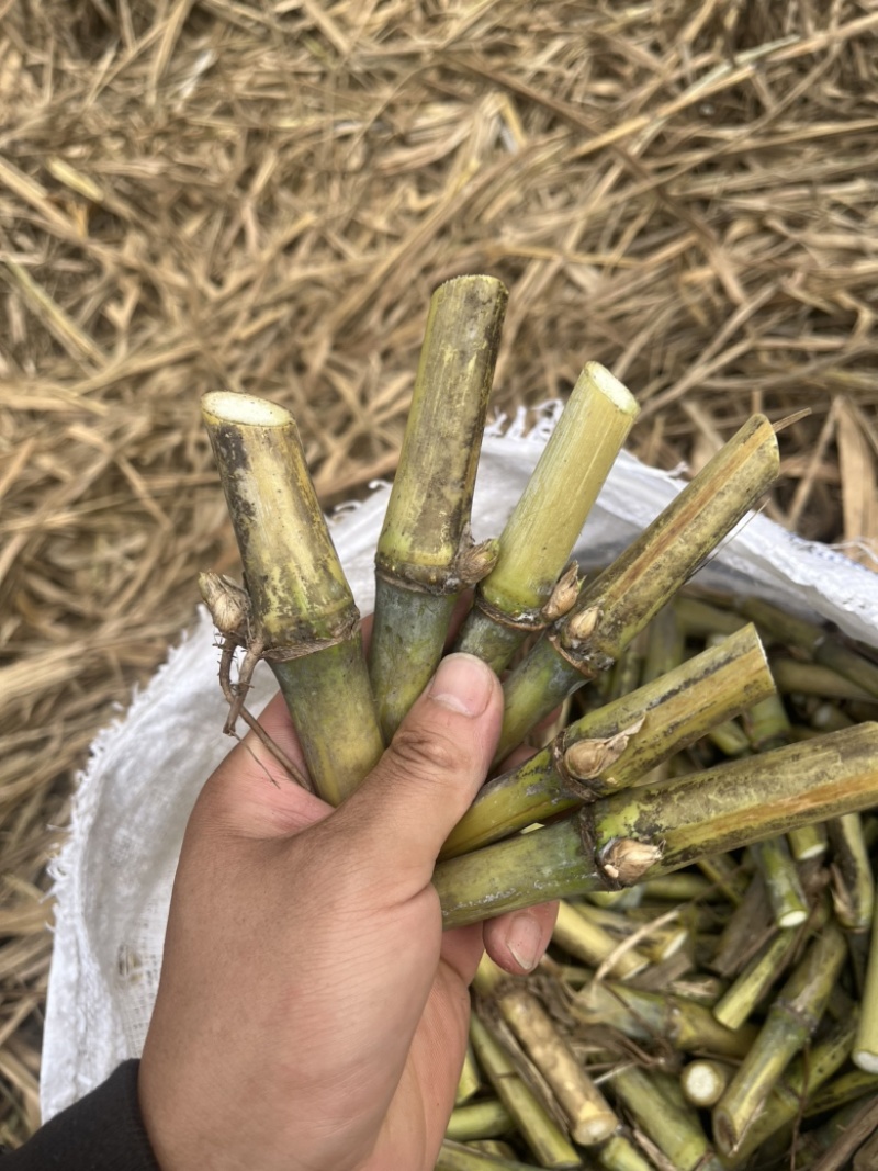 新型皇竹草无毛甜象草巨菌草种节多年生牧草耐寒耐热