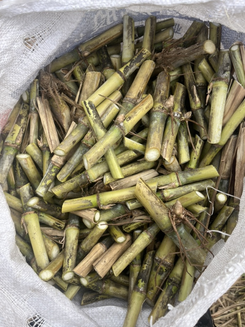 新型皇竹草无毛甜象草巨菌草种节多年生牧草耐寒耐热
