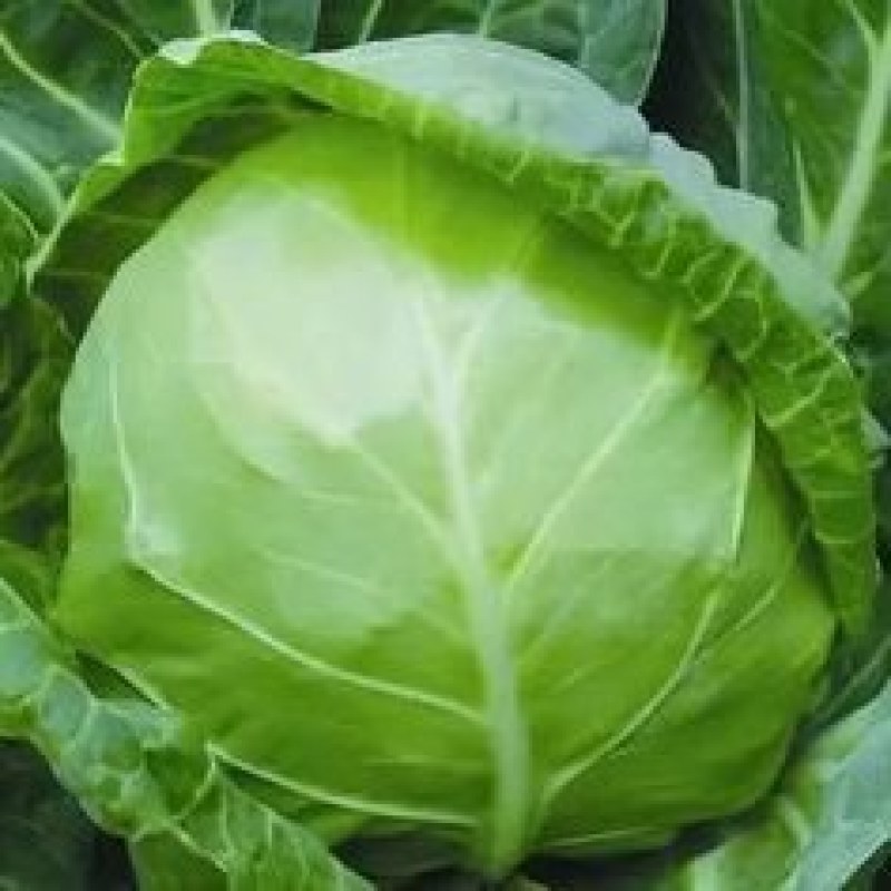青甘蓝