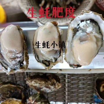 潮州蚝福建蚝乳山蚝半壳生蚝