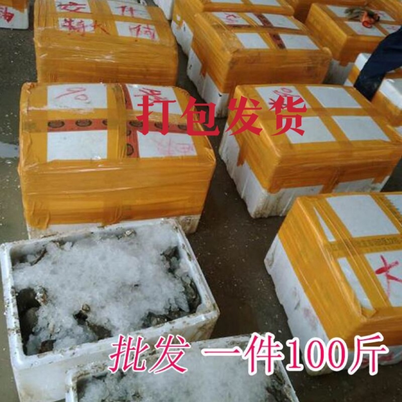 潮州蚝福建蚝乳山蚝半壳生蚝