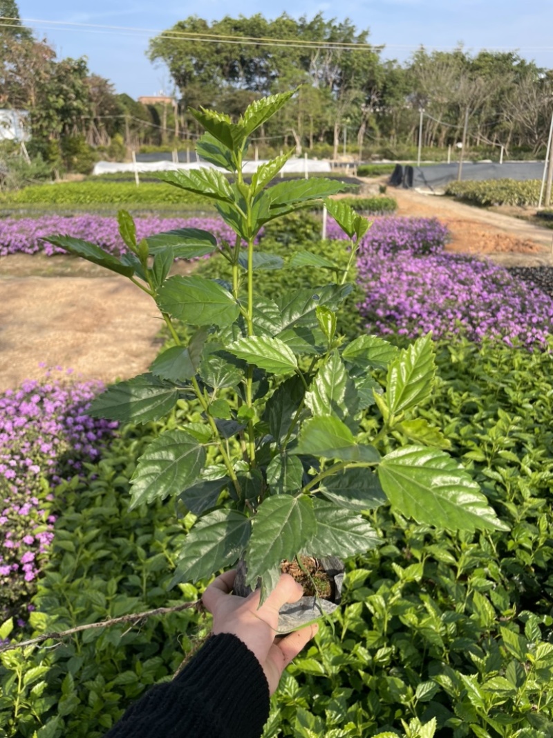 扶桑中杯布袋基地直销规格齐全质量优质欢迎老板来电