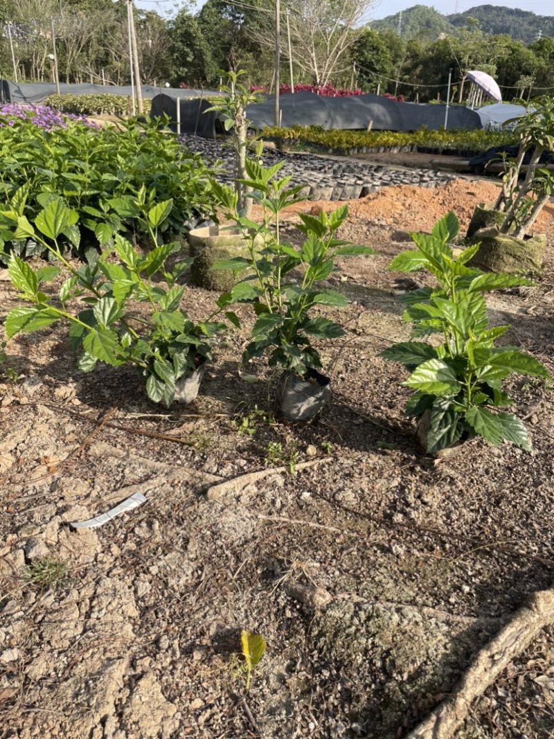 扶桑中杯布袋基地直销规格齐全质量优质欢迎老板来电