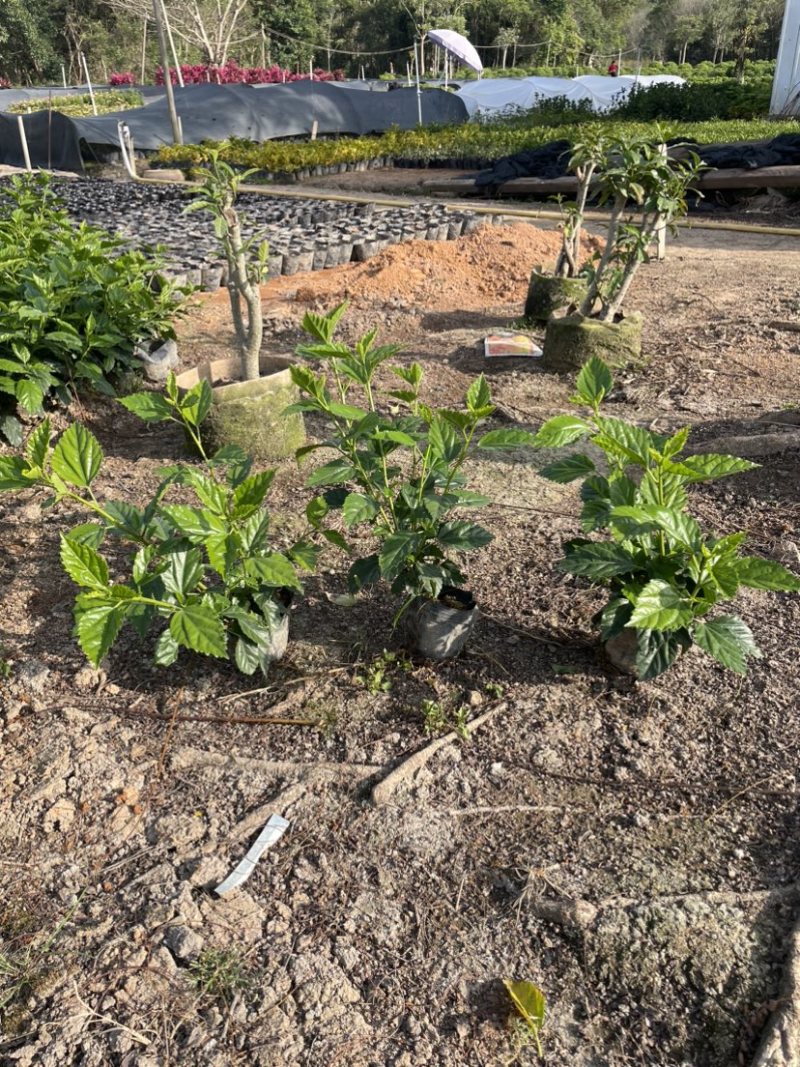 扶桑中杯布袋基地直销规格齐全质量优质欢迎老板来电