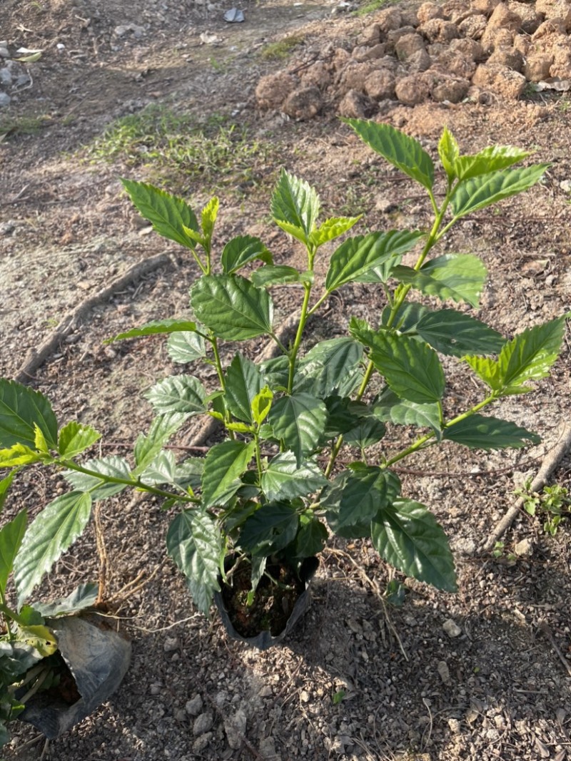 扶桑中杯布袋基地直销规格齐全质量优质欢迎老板来电