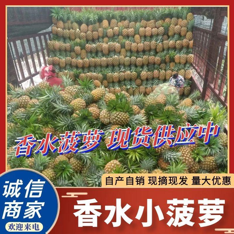 《云南香水菠萝》大量现货电商批发商超小菠萝