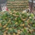 【精品菠萝】香水菠萝小菠萝大量供应,新鲜采摘对接全国市场