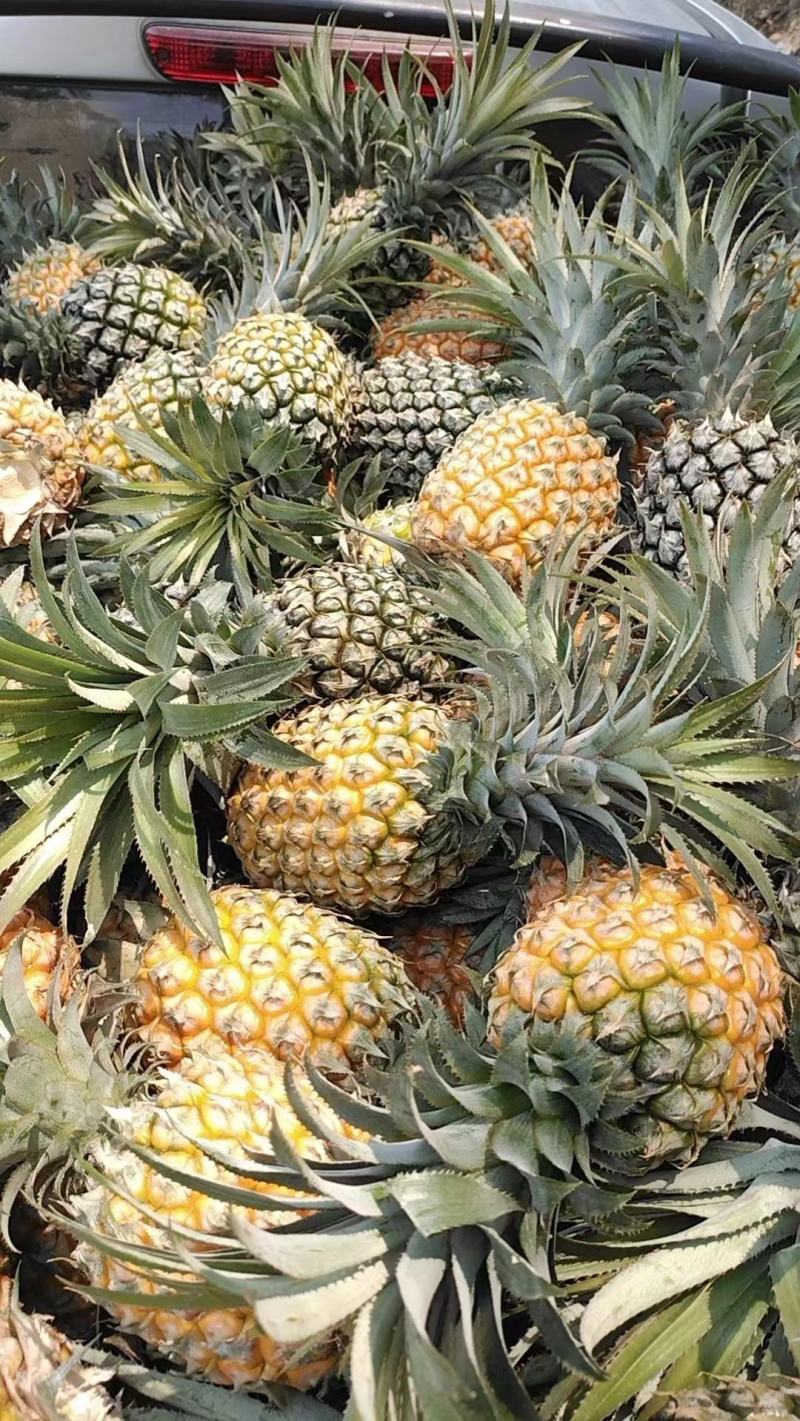 【精品菠萝】香水菠萝小菠萝大量供应，新鲜采摘对接全国市场