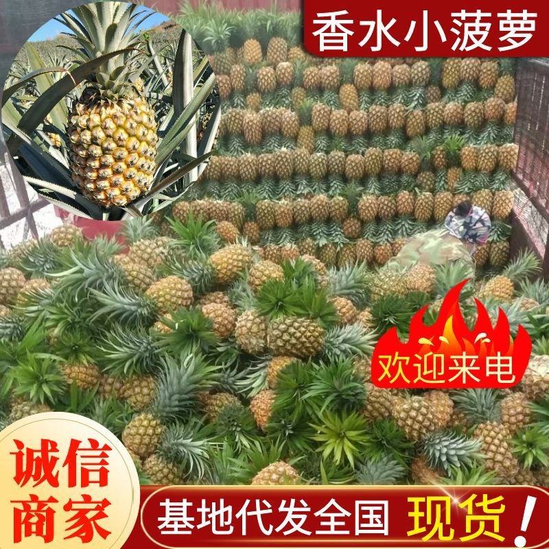 《香水菠萝》小菠萝供应电商市场批发商城甜度高量大