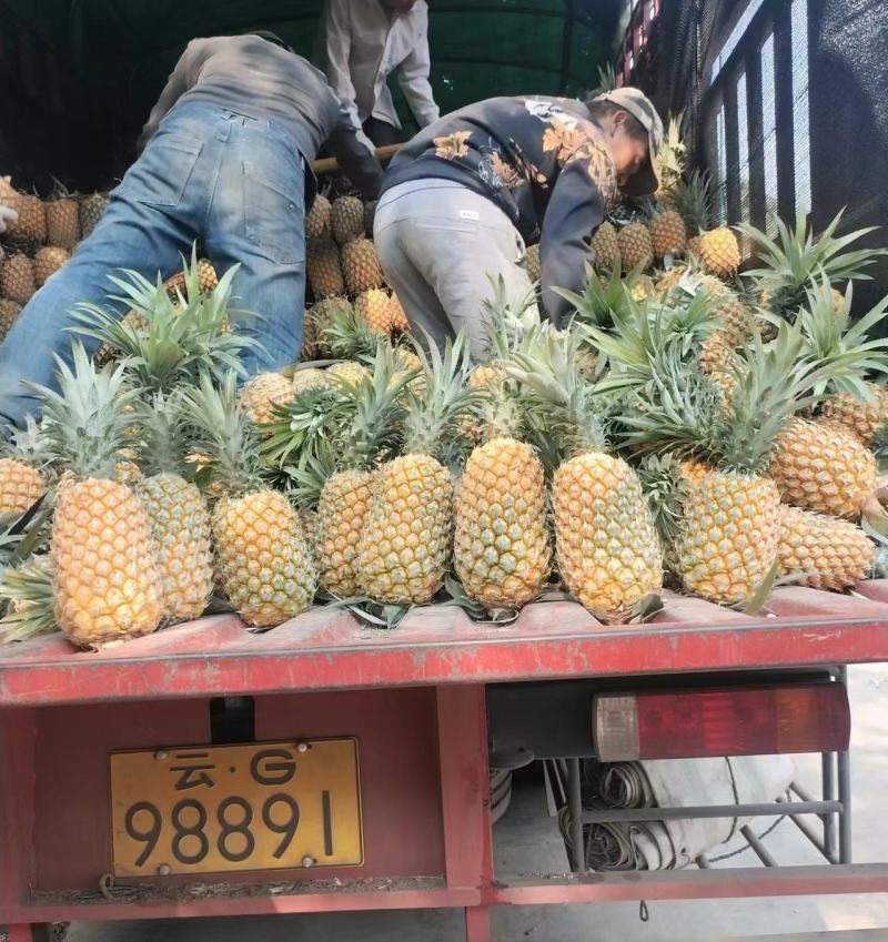 《香水菠萝》小菠萝供应电商市场批发商城甜度高量大