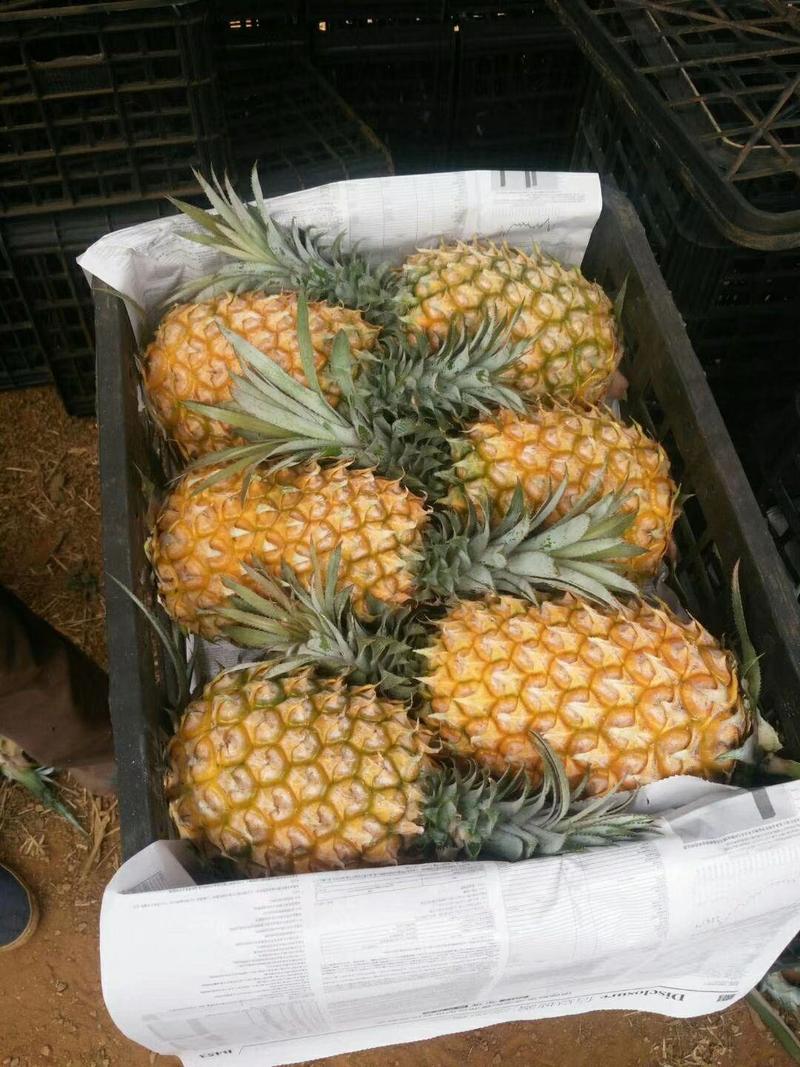 《香水菠萝》小菠萝供应电商市场批发商城甜度高量大