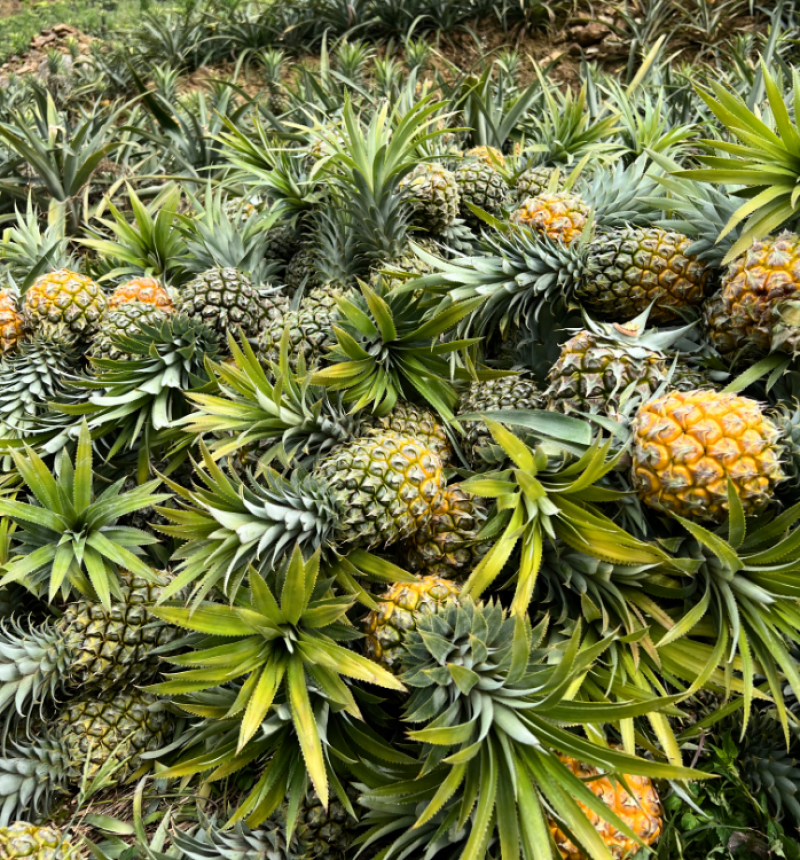 《香水菠萝》小菠萝供应电商市场批发商城甜度高量大