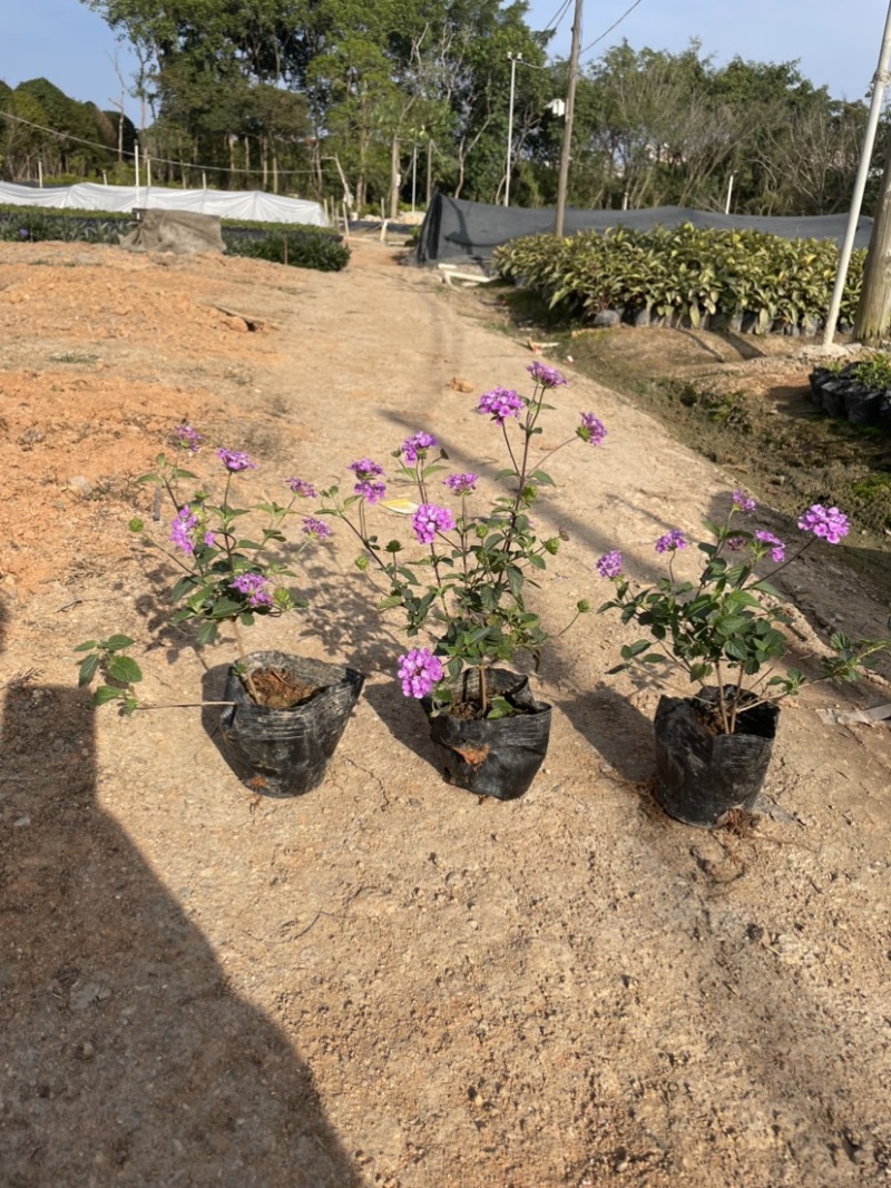 马缨丹小杯中杯基地直销规格齐全质量优质欢迎来电
