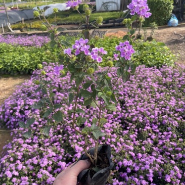 马缨丹小杯中杯基地直销规格齐全质量优质欢迎来电