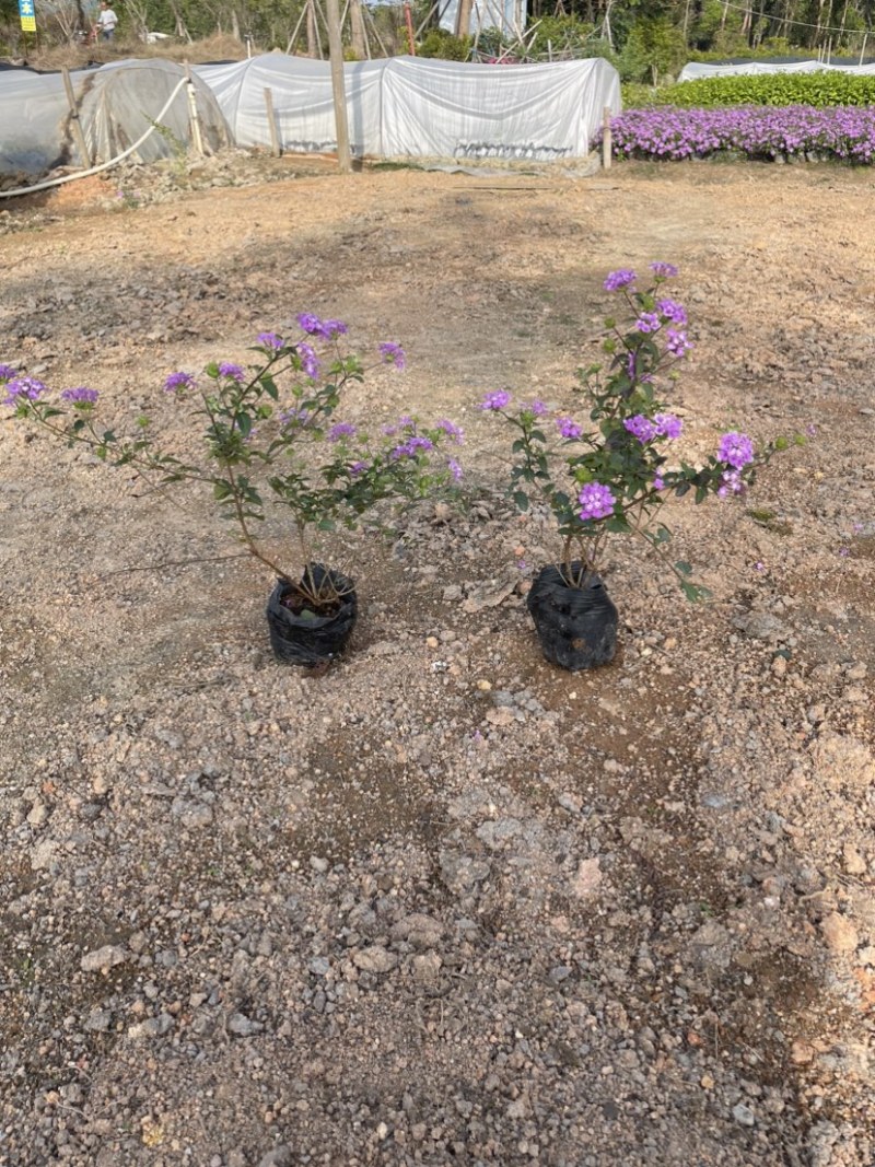 马缨丹小杯中杯基地直销规格齐全质量优质欢迎来电