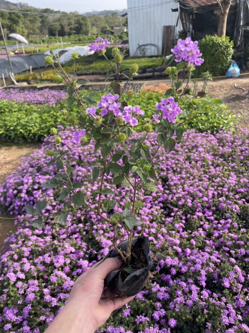 马缨丹小杯中杯基地直销规格齐全质量优质欢迎来电