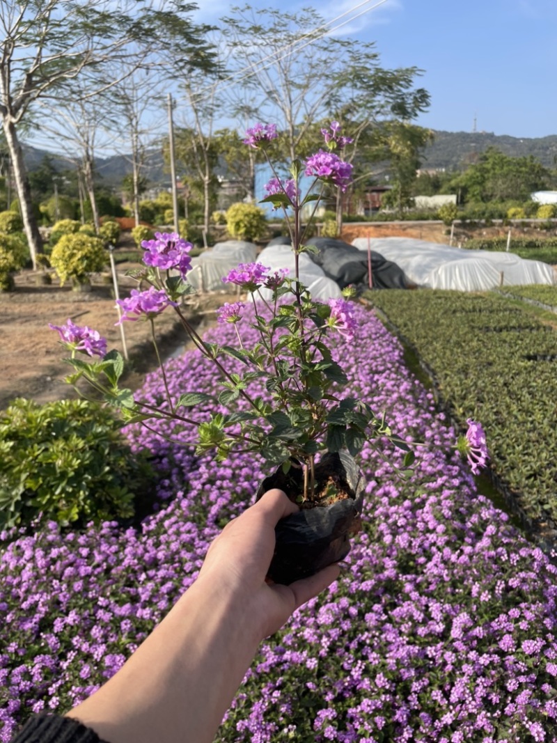 马缨丹小杯中杯基地直销规格齐全质量优质欢迎来电