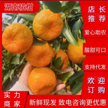 湖南怀化南丰蜜桔肉质细腻产地直发货源充足欢迎致电