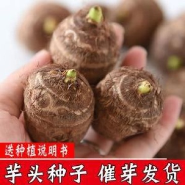 8520毛芋头种高产脱毒！基地培育！提供技术！全国物流发