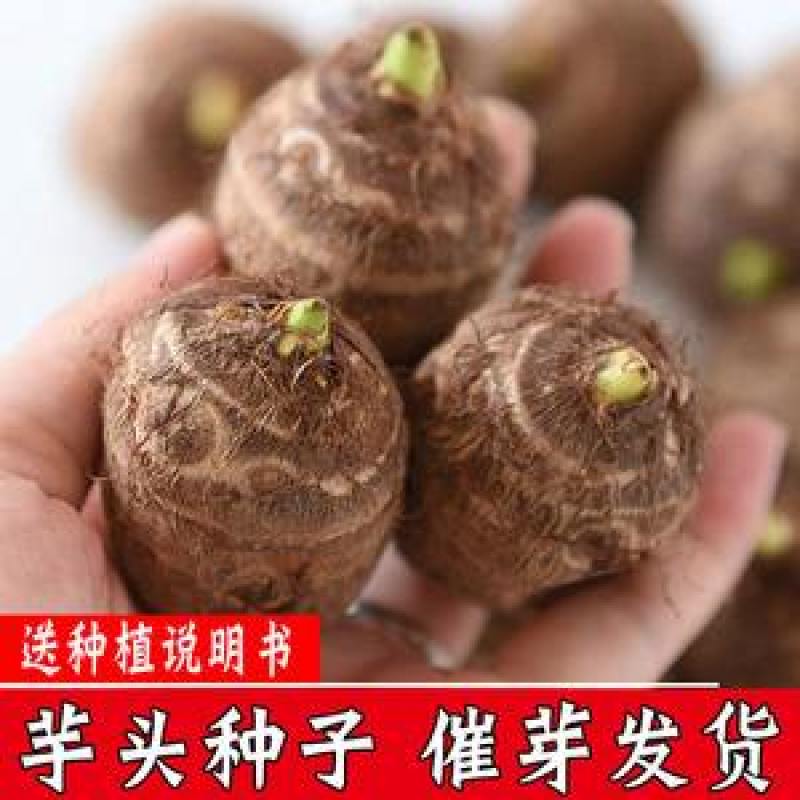 8520毛芋头种高产脱毒！基地培育！提供技术！全国物流发