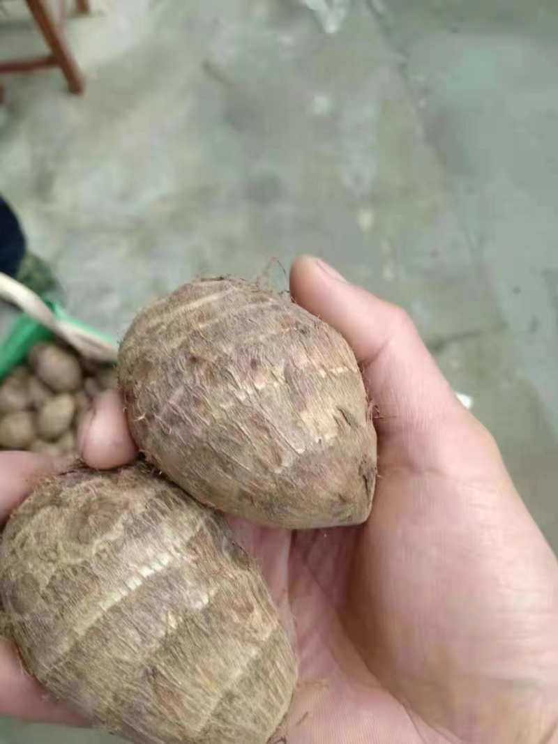 8520毛芋头种高产脱毒！基地培育！提供技术！全国物流发