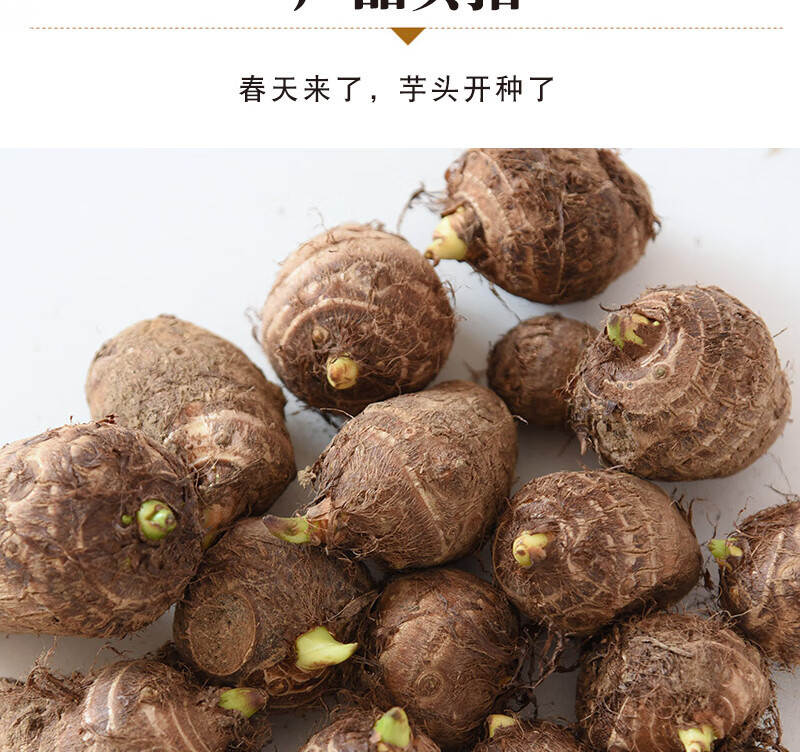 8520毛芋头种高产脱毒！基地培育！提供技术！全国物流发