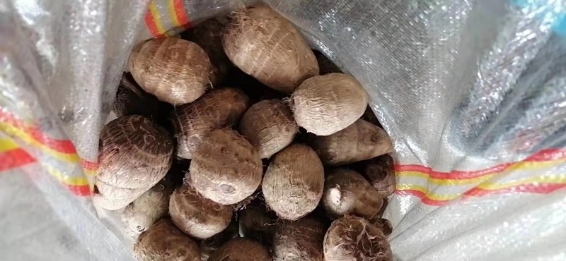 8520毛芋头种高产脱毒！基地培育！提供技术！全国物流发