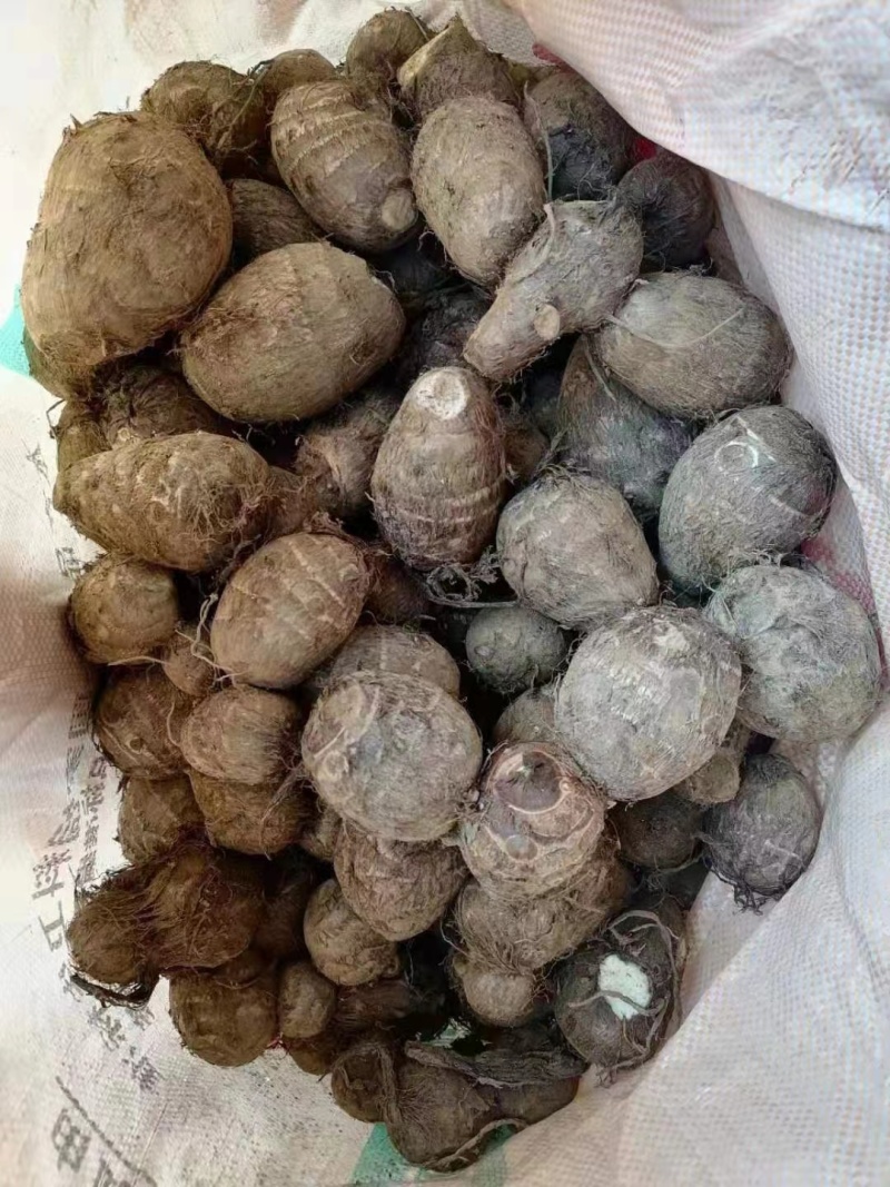 8520毛芋头种高产脱毒！基地培育！提供技术！全国物流发