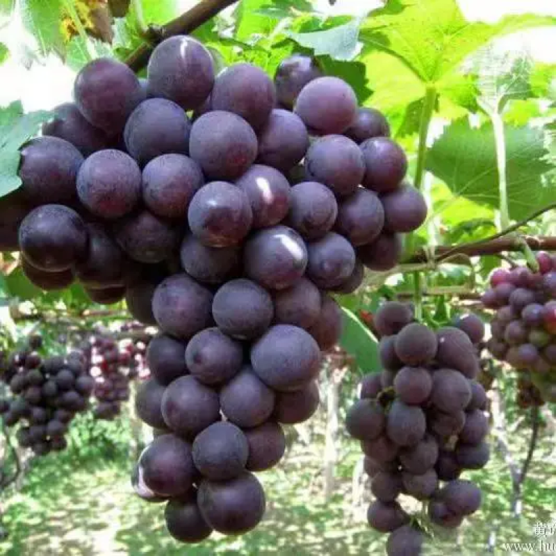 禽畜粪便生物有机菌肥碳能微生物菌肥有机质50每克2亿菌