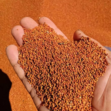 构树种子持续上新