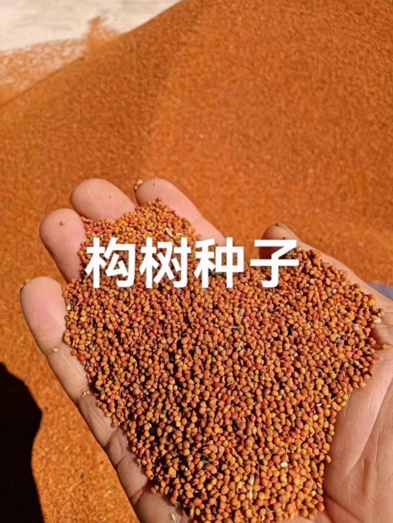 构树种子持续上新