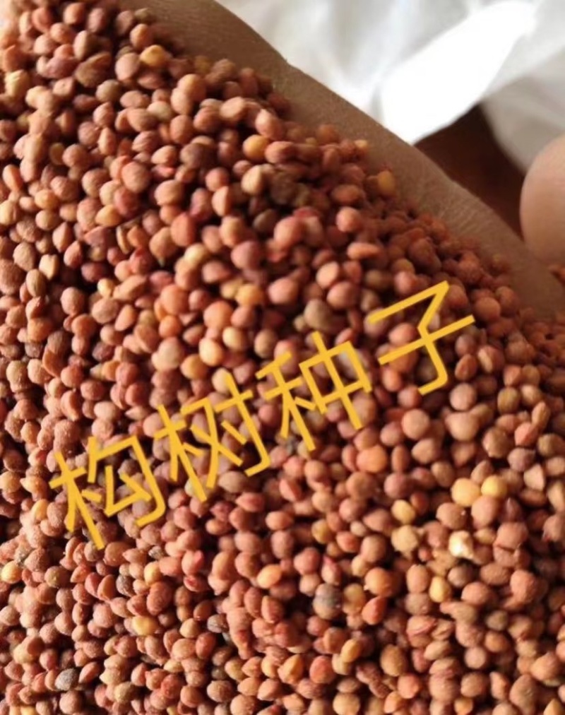 构树种子持续上新