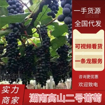 高山葡萄湖南芷江产地直发货源充足价格优惠欢迎下单