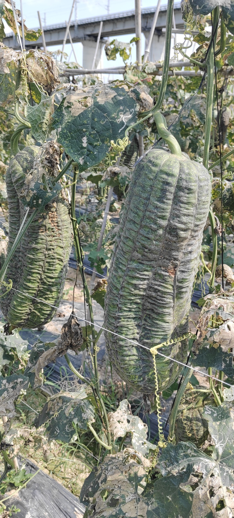 丝瓜络