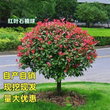 红叶石楠苗圃直发价格美丽品质保证支持视频看货
