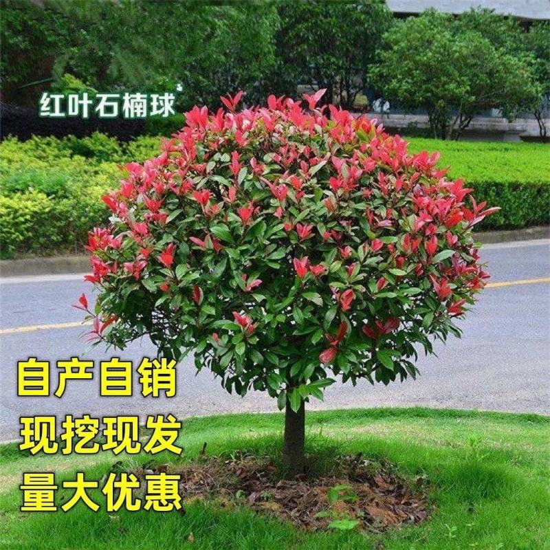 红叶石楠苗圃直发价格美丽品质保证支持视频看货